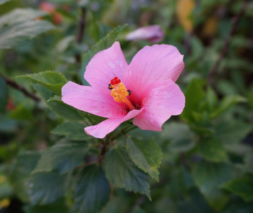 芙蓉花中的蜜蜂