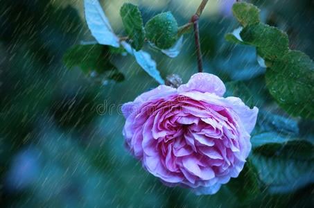 雨天美丽的玫瑰花