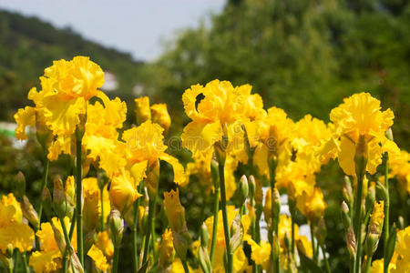 黄色四月图片