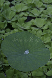 用水滴种植