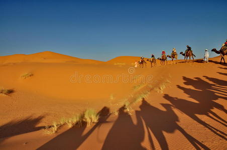 沙漠中骆驼的影子