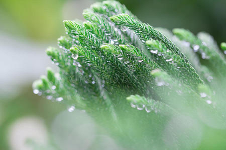 诺福克岛雨中松叶