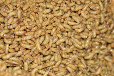 蛆虫图片 蛆虫素材 蛆虫插画 摄图新视界 蛆虫图片 蛆虫素材 蛆虫插画 摄图新视界