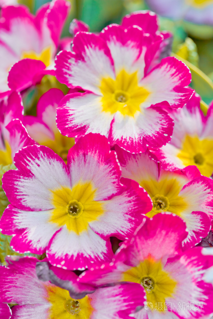 美丽春天粉色的花朵