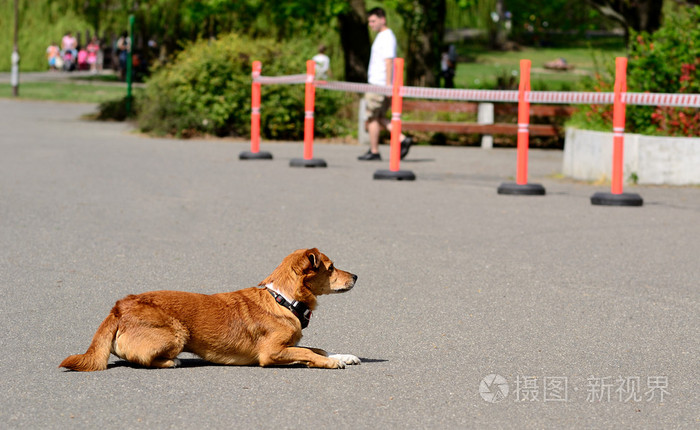 在沥青狗休息