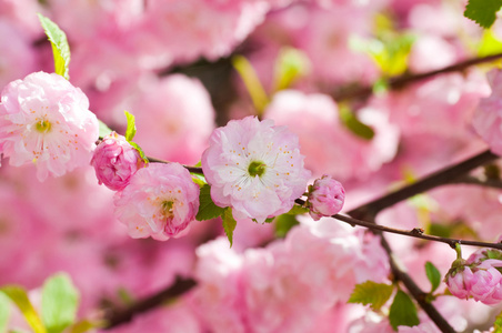 粉红色的樱花在春天的花园中的花
