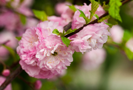 粉红色的樱花在春天的花园中的花