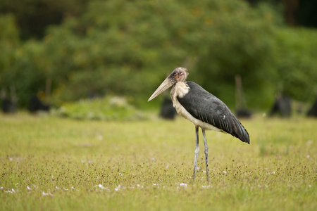 marabou 鹳