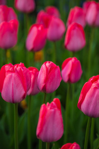在荷兰的五彩的花卉郁金香字段