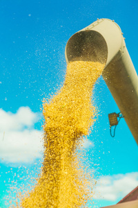 玉米小麦从管浇筑的