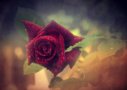 复古玫瑰。红玫瑰老 grunge 纸张纹理上的照片