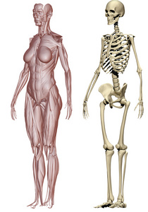肌肉和骨骼的女人图片