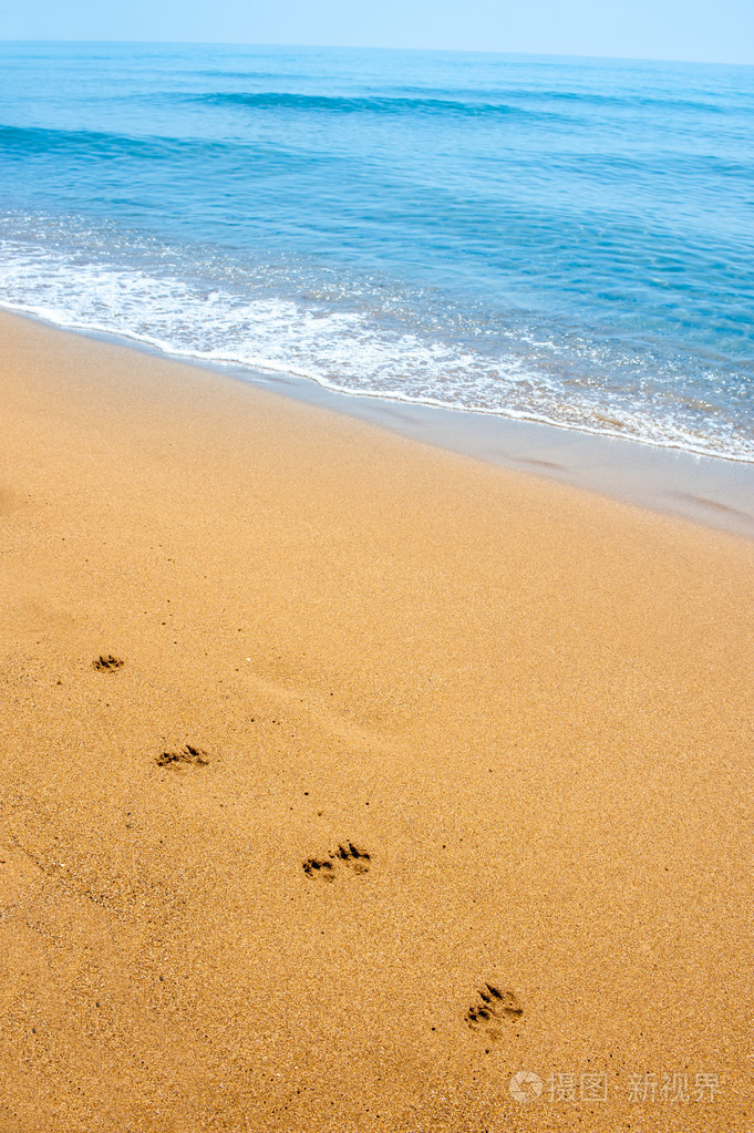 孤立的狗在沿岸热带海滩上的沙子的脚步声