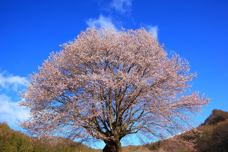 樱桃树和蓝蓝的天空