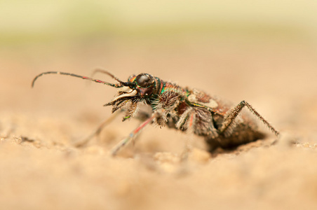 cicindela 牵牛