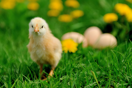 只小鸡在草地上