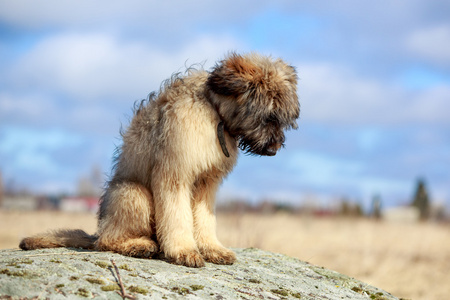 犬小狗