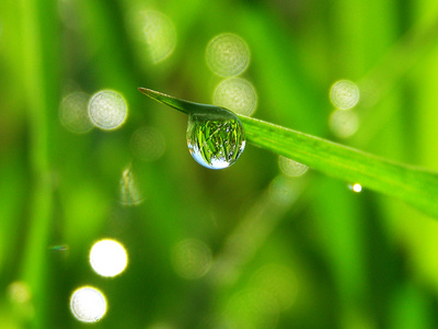 露水在清晨阳光下的绿草图片