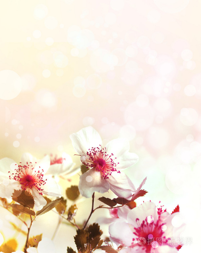 美丽的春天背景与粉色的花