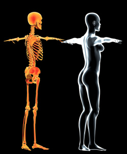 侧面视角 x 射线的女人，身体和骨架