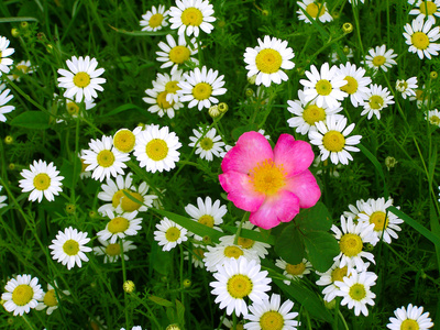 黛西和野生夏季花卉场