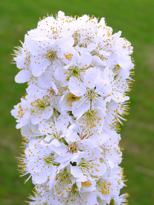 用樱桃李鲜花朵朵科