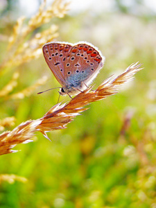 草原上的蝴蝶图片
