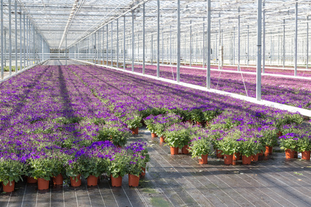 在温室中的紫色花