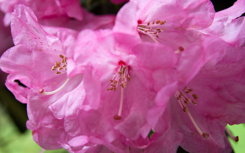 rododendron 棵树