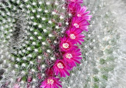 开花仙人掌