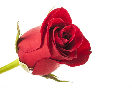 美丽的红玫瑰芽在白色背景上