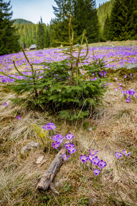 美丽的番红花花在特拉山