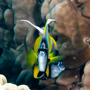 红海 bannerfish