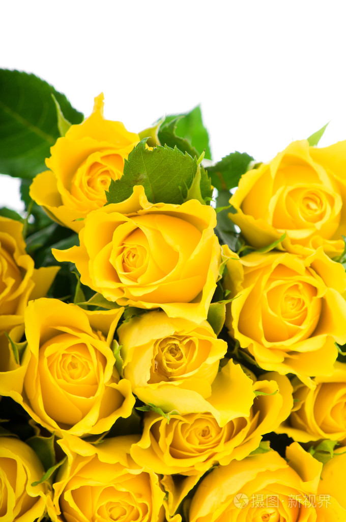 孤立在白色背景上的黄玫瑰