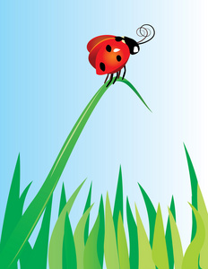 在绿色草地上的红色瓢虫