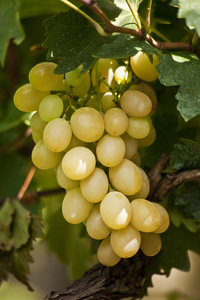 成熟的白葡萄