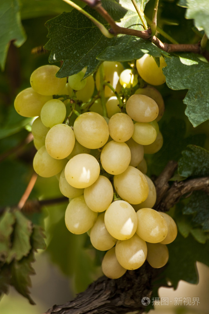 成熟的白葡萄