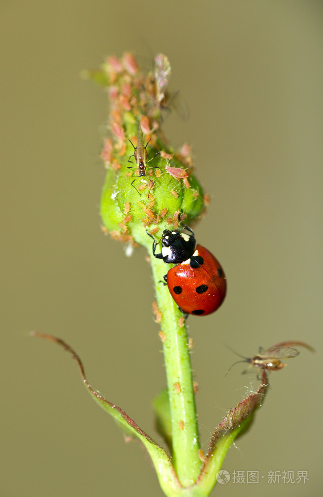 蚜虫的瓢虫敌人jpg