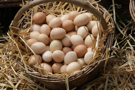 新鲜的鸡蛋只是奠定了蓬松秸秆卖在本地标记的床上
