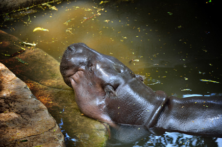 河马睡在动物园水