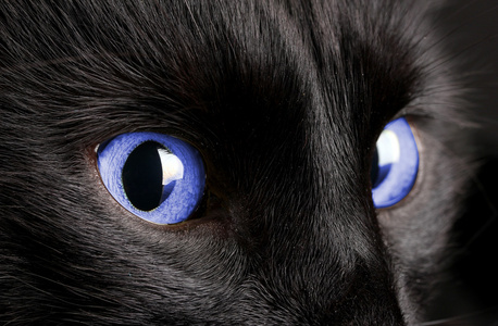黑色背景上的黑猫