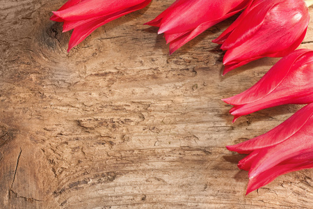 木制背景上的红色郁金香
