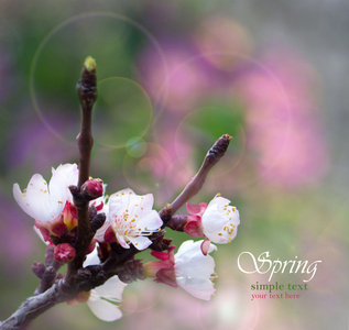 桂枝樱花盛开在春天背景