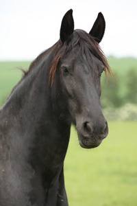 friesian 马看牧草