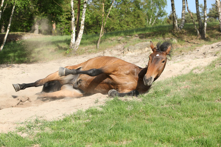在炎热的夏天在沙子里滚动的棕色马