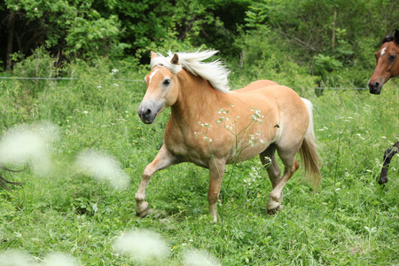 运行的很好 haflinger