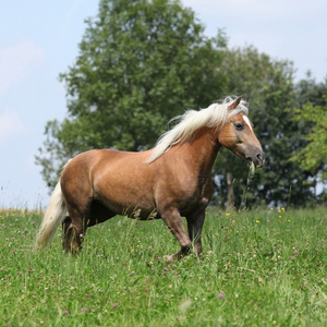 在自由中吃草的同时运行的美丽 haflinger