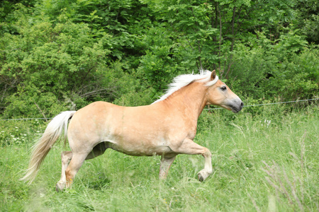 在牧草上栗 haflinger