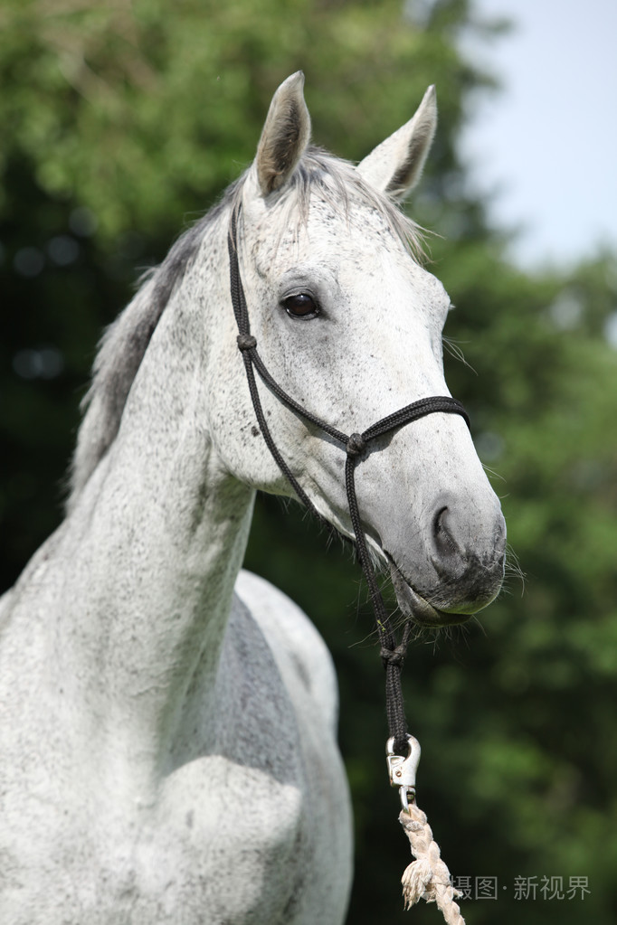 白色英文纯种马的肖像