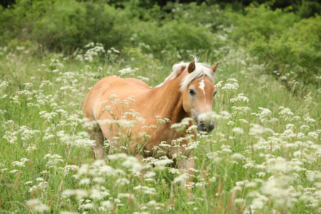 在自由中运行的很好 haflinger